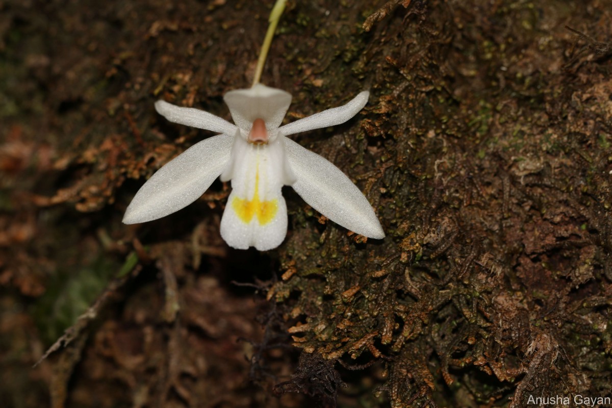 Coelogyne odoratissima Lindl.